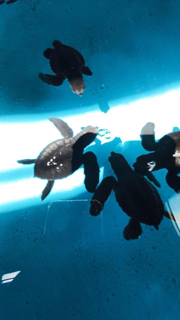 The Beach Bungalows & Turtle Sanctuary ペムテラン エクステリア 写真