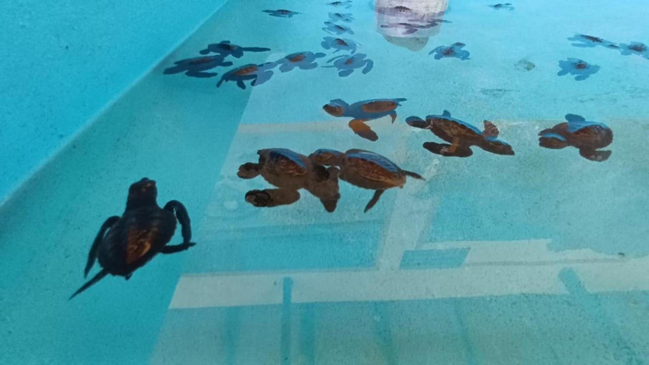 The Beach Bungalows & Turtle Sanctuary ペムテラン エクステリア 写真
