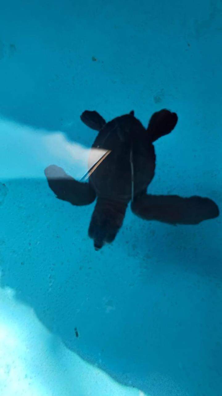 The Beach Bungalows & Turtle Sanctuary ペムテラン エクステリア 写真