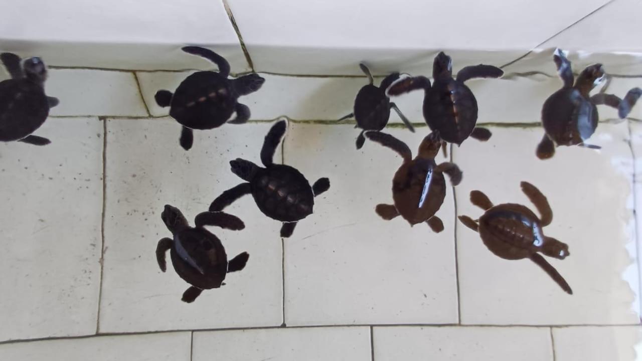 The Beach Bungalows & Turtle Sanctuary ペムテラン エクステリア 写真