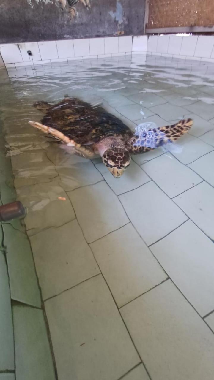 The Beach Bungalows & Turtle Sanctuary ペムテラン エクステリア 写真
