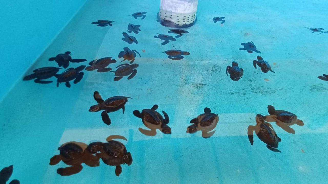 The Beach Bungalows & Turtle Sanctuary ペムテラン エクステリア 写真